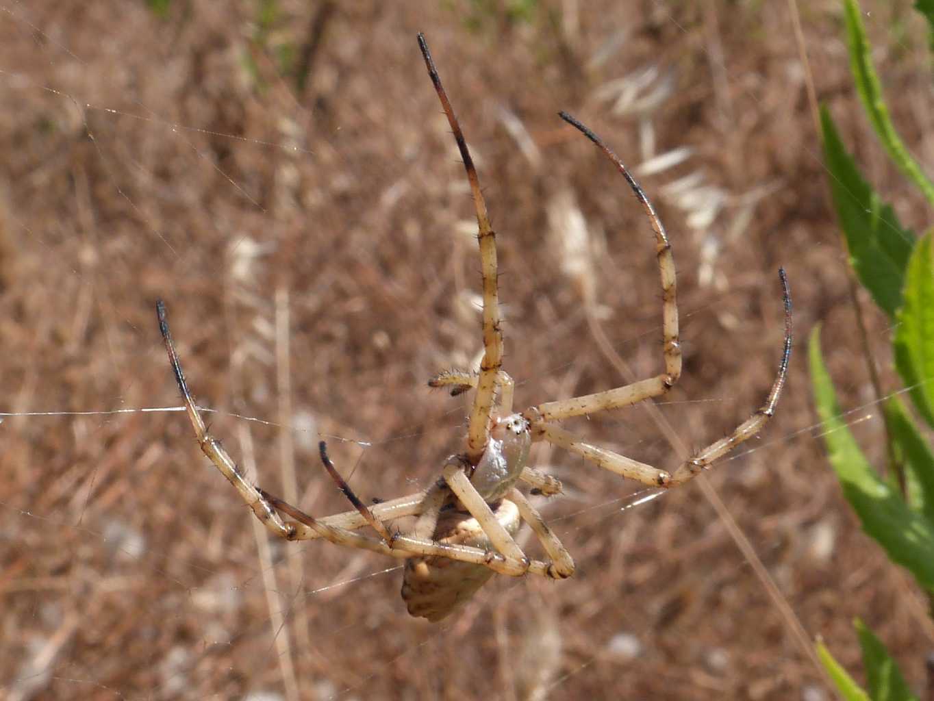 Argiope lobata; pose insolite - S. Teresa Gallura (OT)